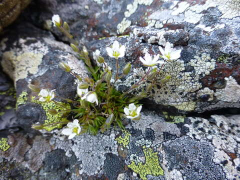 Imagem de Sabulina uralensis (Clerc) Dillenb. & Kadereit