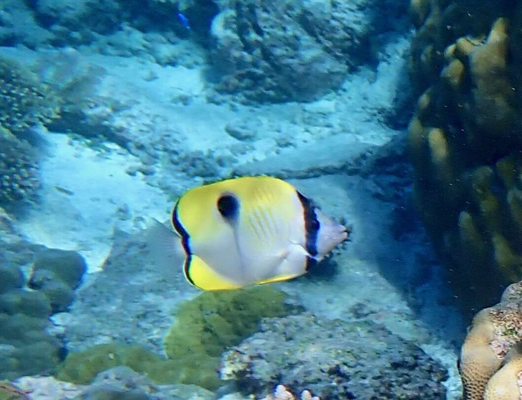 Image of Limespot Butterflyfish