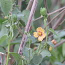 Image of anglestem Indian mallow