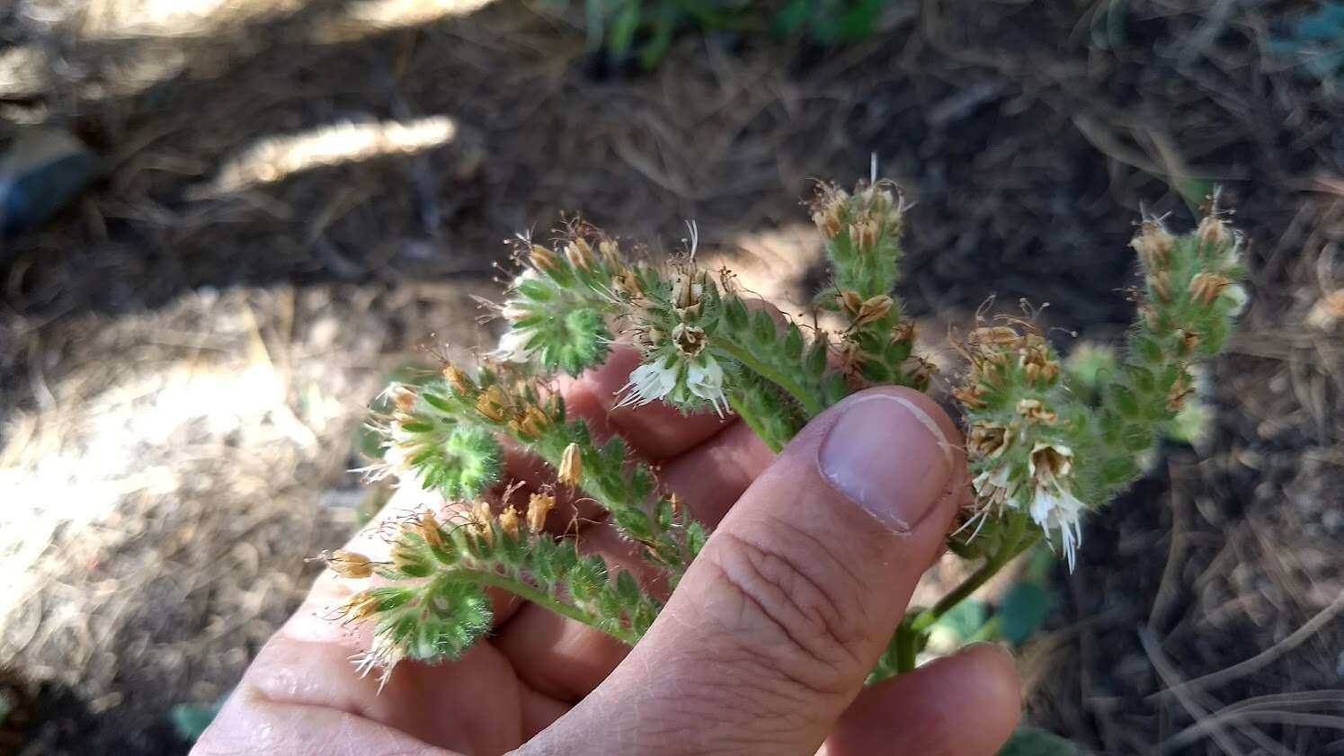 Image of Variable-Leaf Scorpion-Weed