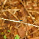 Image of Amblyscarta ruficeps (Walker & F. 1858)