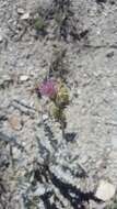 Image of Barneby's thistle