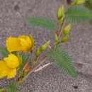 Image of beach sensitive pea