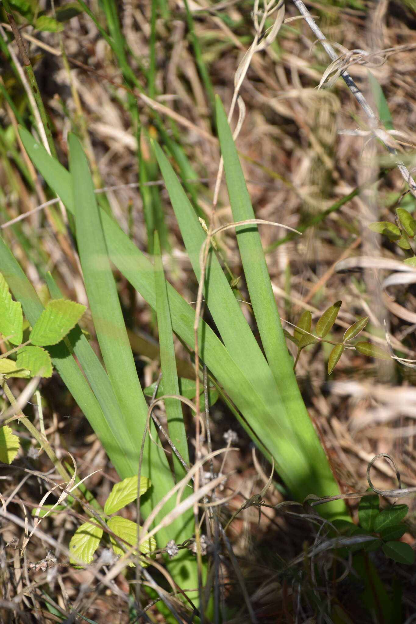 Image of lachnanthes