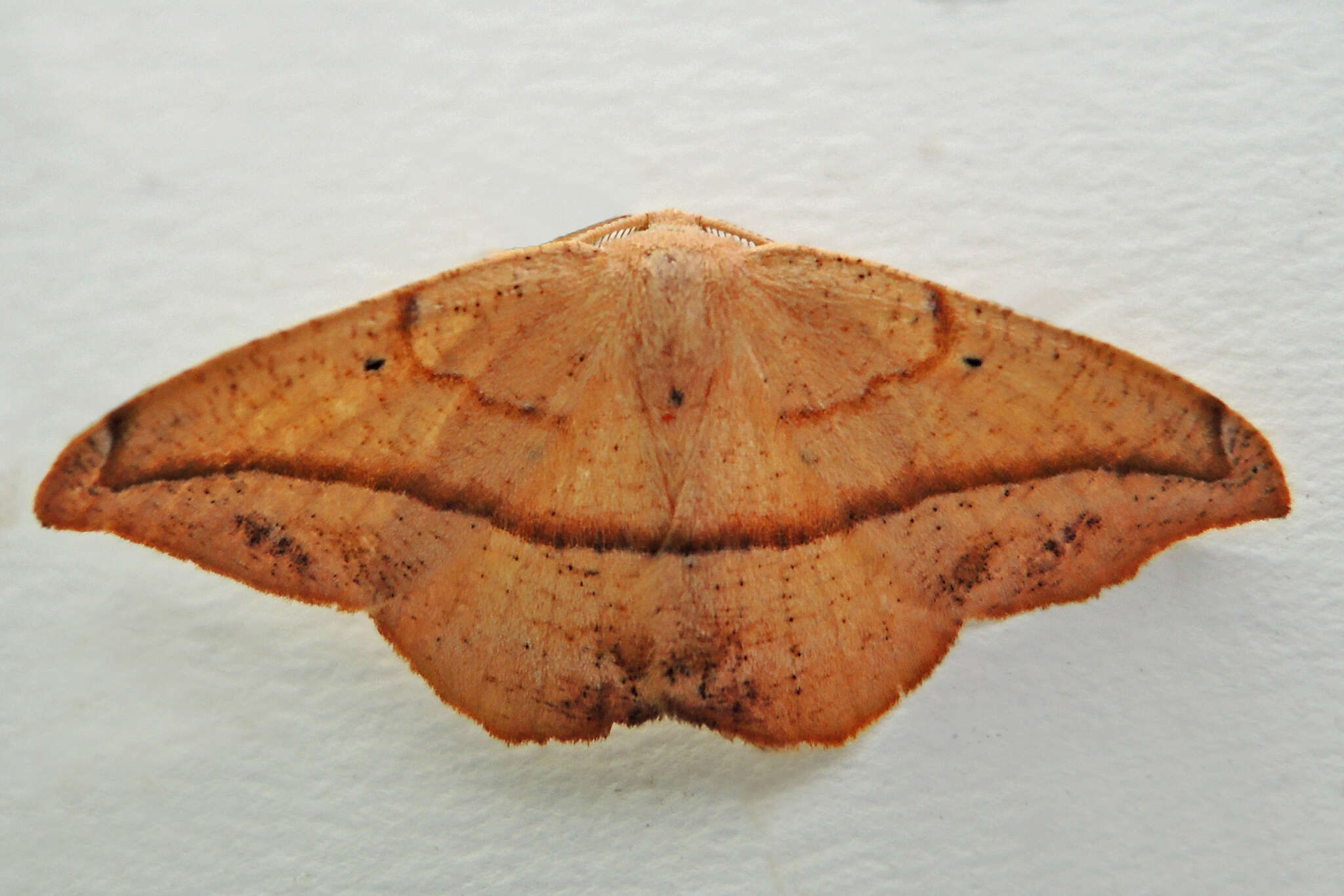 Image of Juniper-twig Geometer