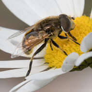 Image of Eristalis brousii Williston 1882