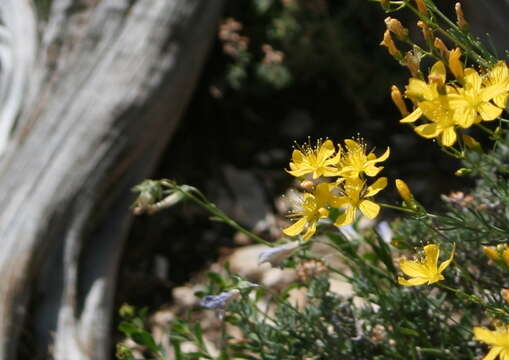 Image of Heath-leaved St. John's wort