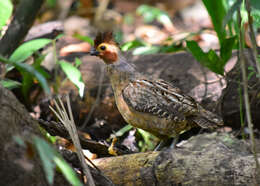 Image of Marbled Wood Quail