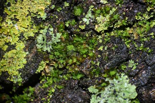 Image of small hairy screw-moss