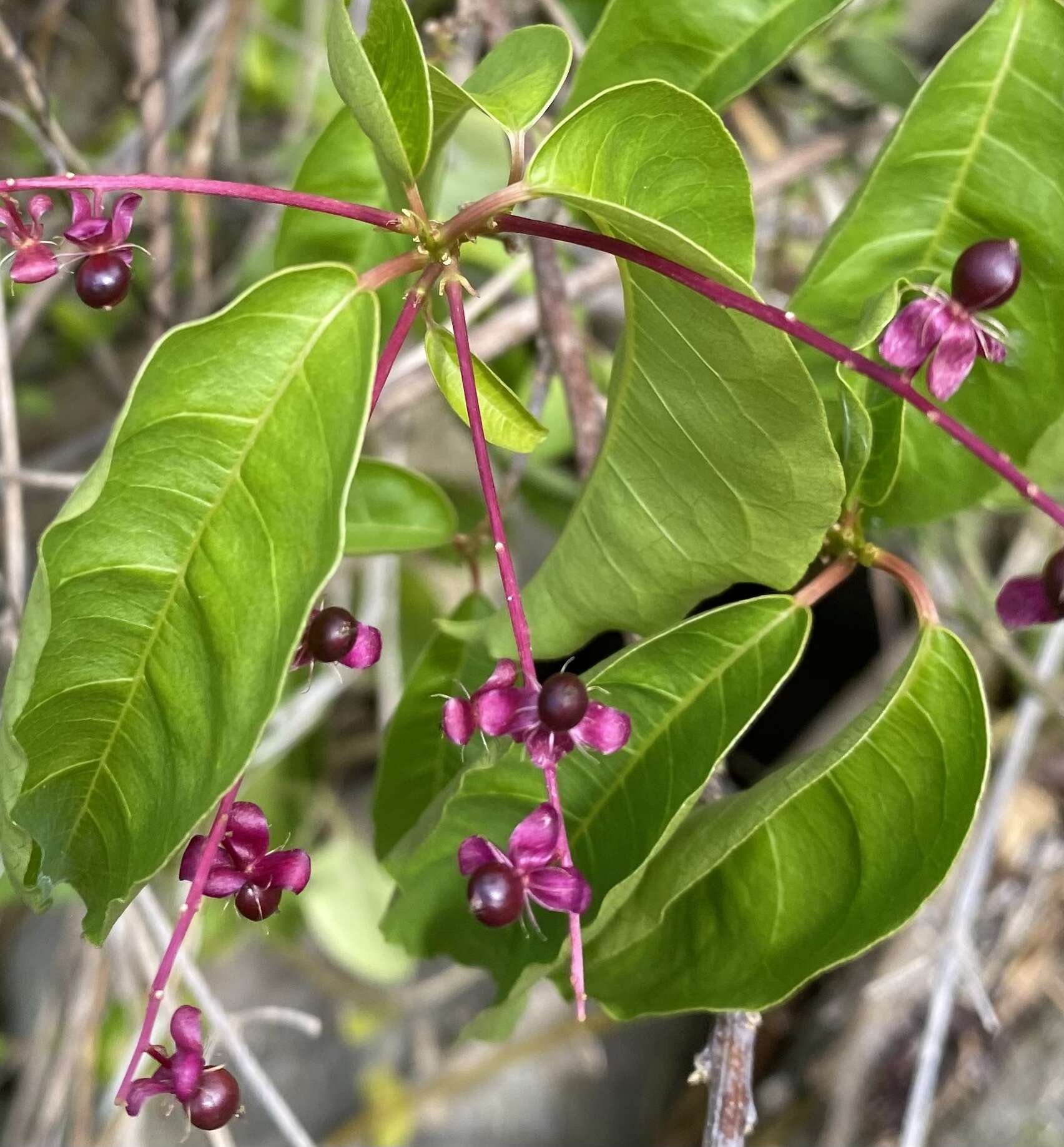 Sivun Trichostigma octandrum (L.) H. Walt. kuva