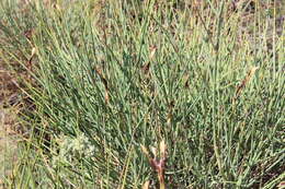 Image of <i>Aceria spartii</i>