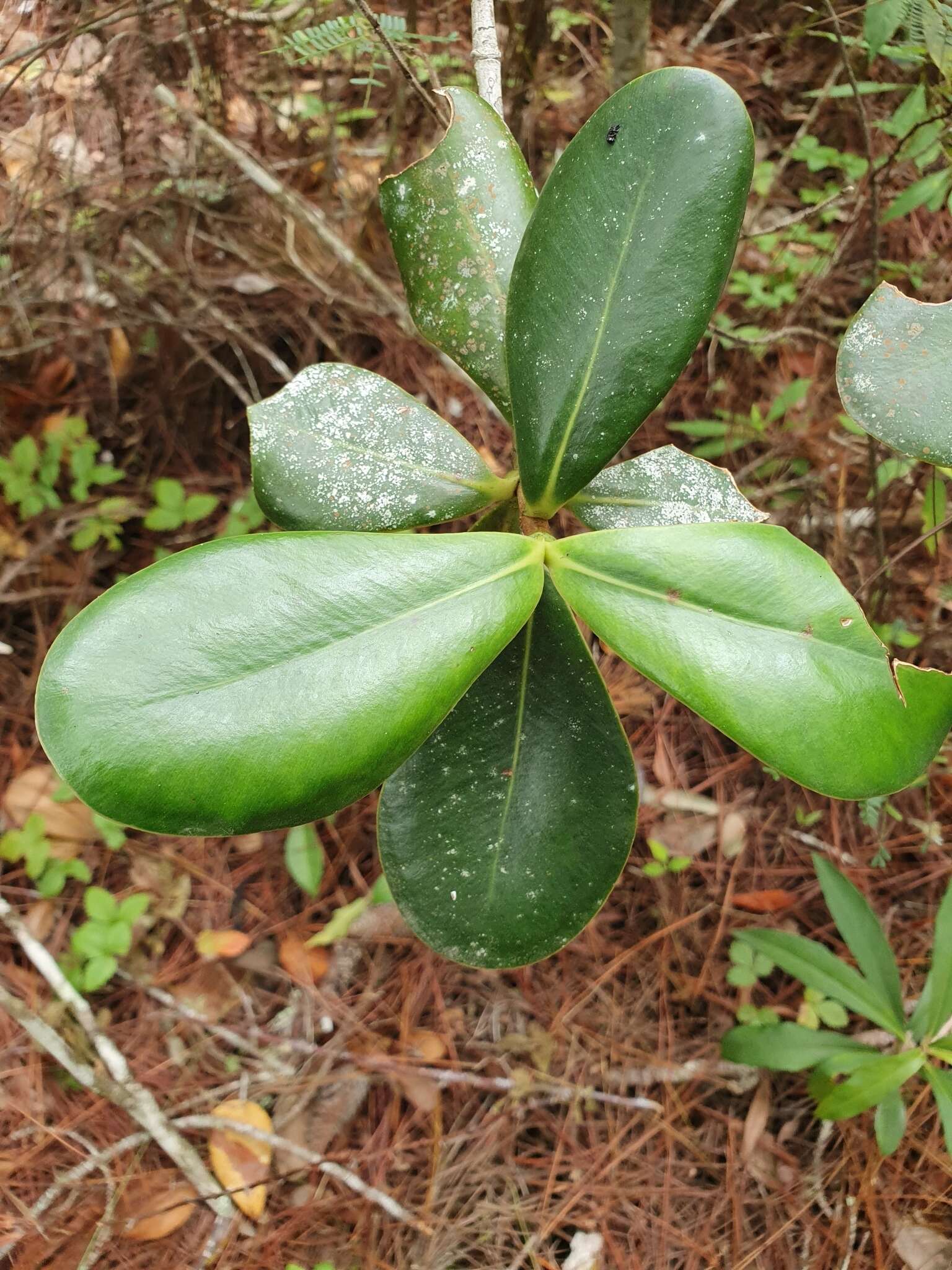 Image of Cupeillo