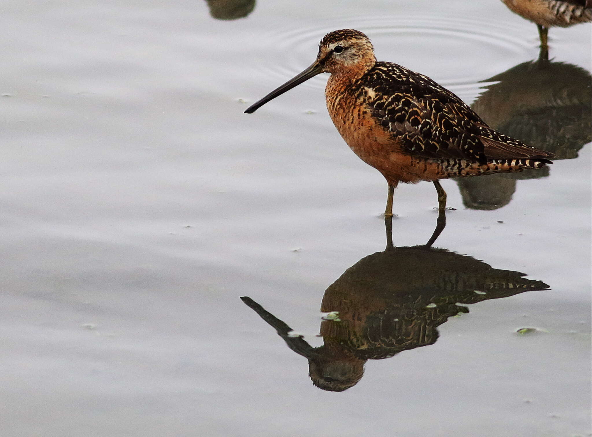 Image of Dowitcher