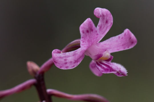 Image of pink hyacinth-orchid