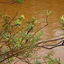 Image of Xanthostemon aurantiacus (Brongn. & Gris) Schlechter