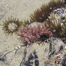 Sivun Isactinia olivacea (Hutton 1879) kuva