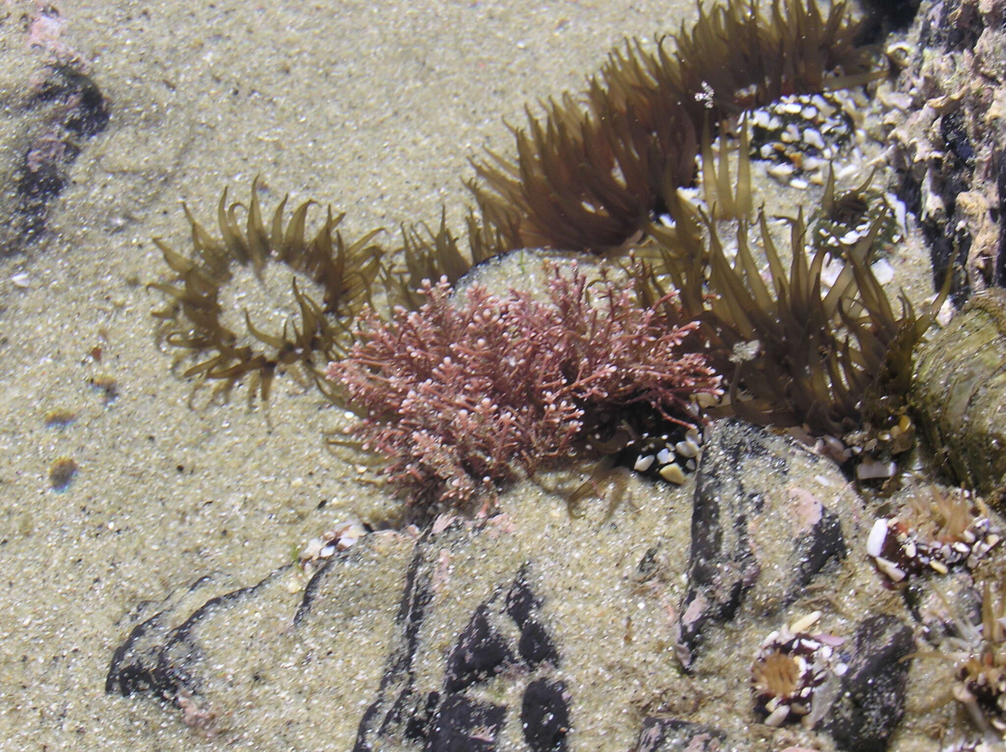 Слика од Isactinia olivacea (Hutton 1879)