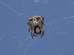 Image of Araneus grossus (C. L. Koch 1844)