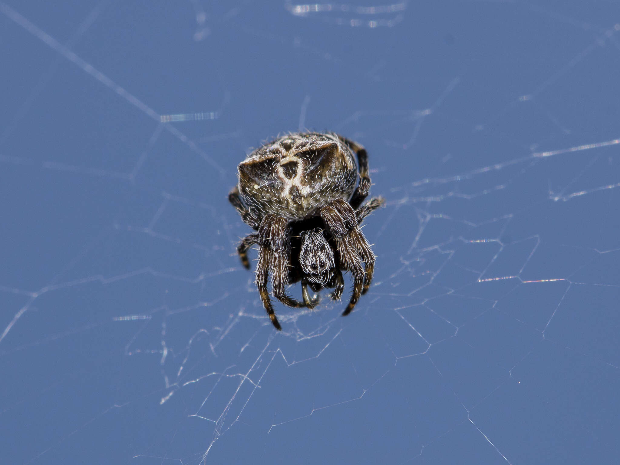 Image of Araneus grossus (C. L. Koch 1844)