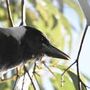 Image of Gymnorhina tibicen telonocua Schodde, Mason & IJ 1999