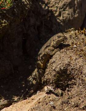 Image of Phymaturus maulense Nuñez, Veloso, Espejo, Veloso, Cortes & Araya 2010