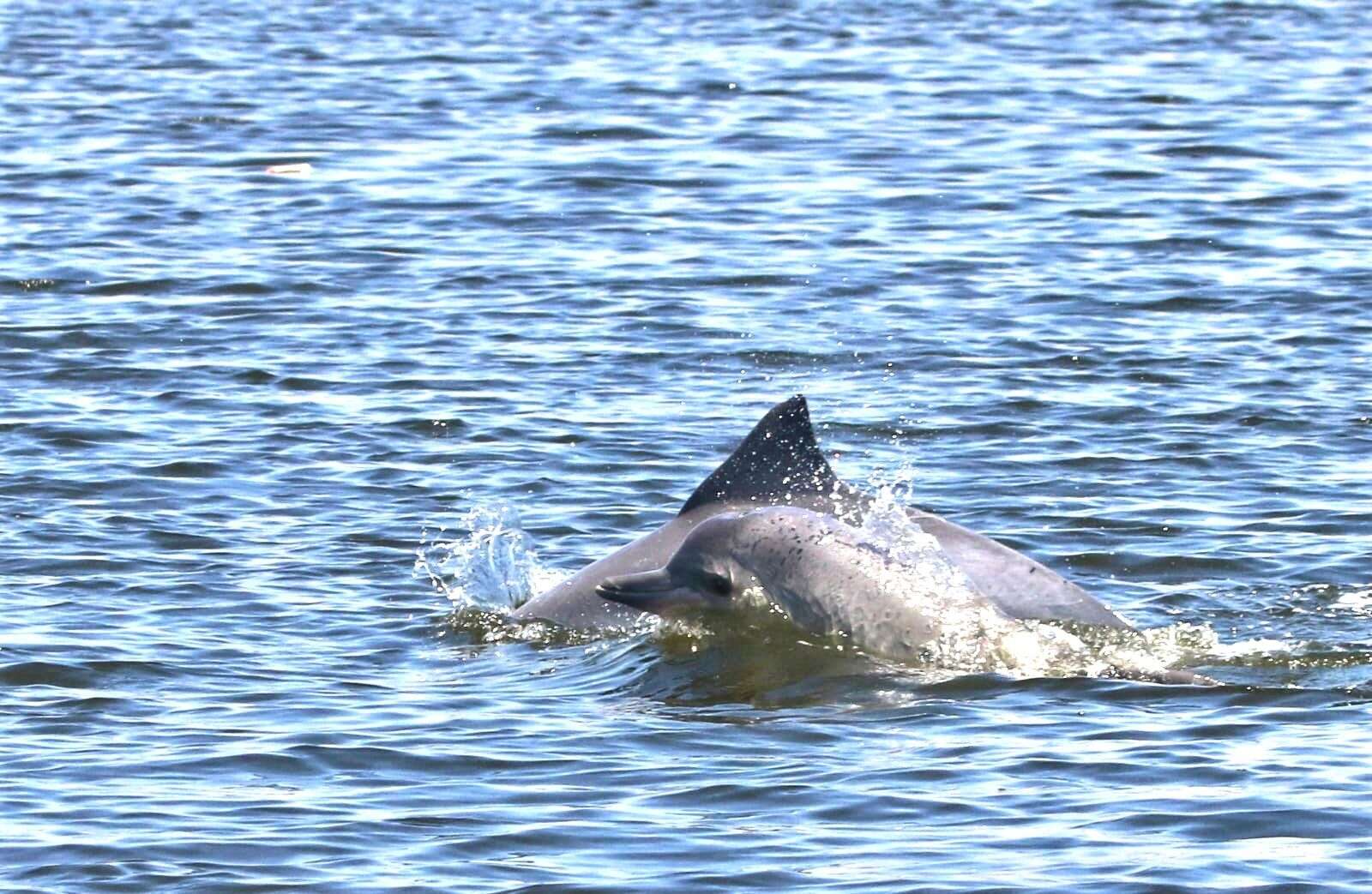 Image de Dauphin de Guyane