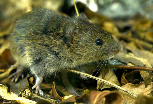 Image of Azara's Grass Mouse