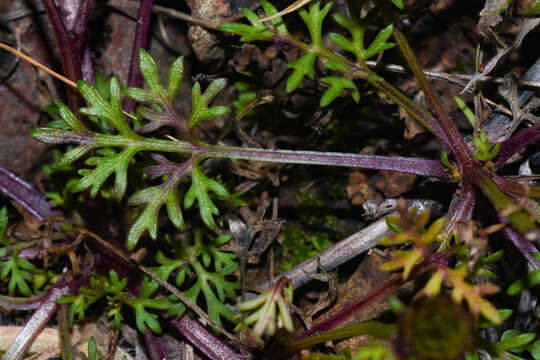 Image of Chrysanthellum indicum subsp. afroamericanum B. L. Turner