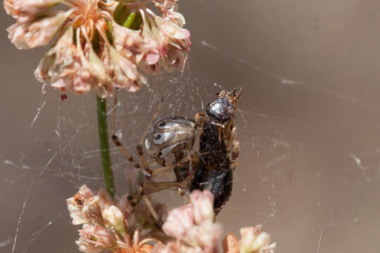 Image de Latrodectus geometricus C. L. Koch 1841