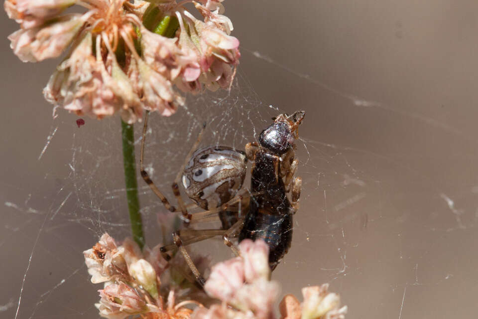 Image de Latrodectus geometricus C. L. Koch 1841