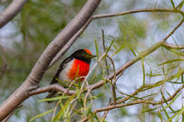 Image of Red-capped Robin