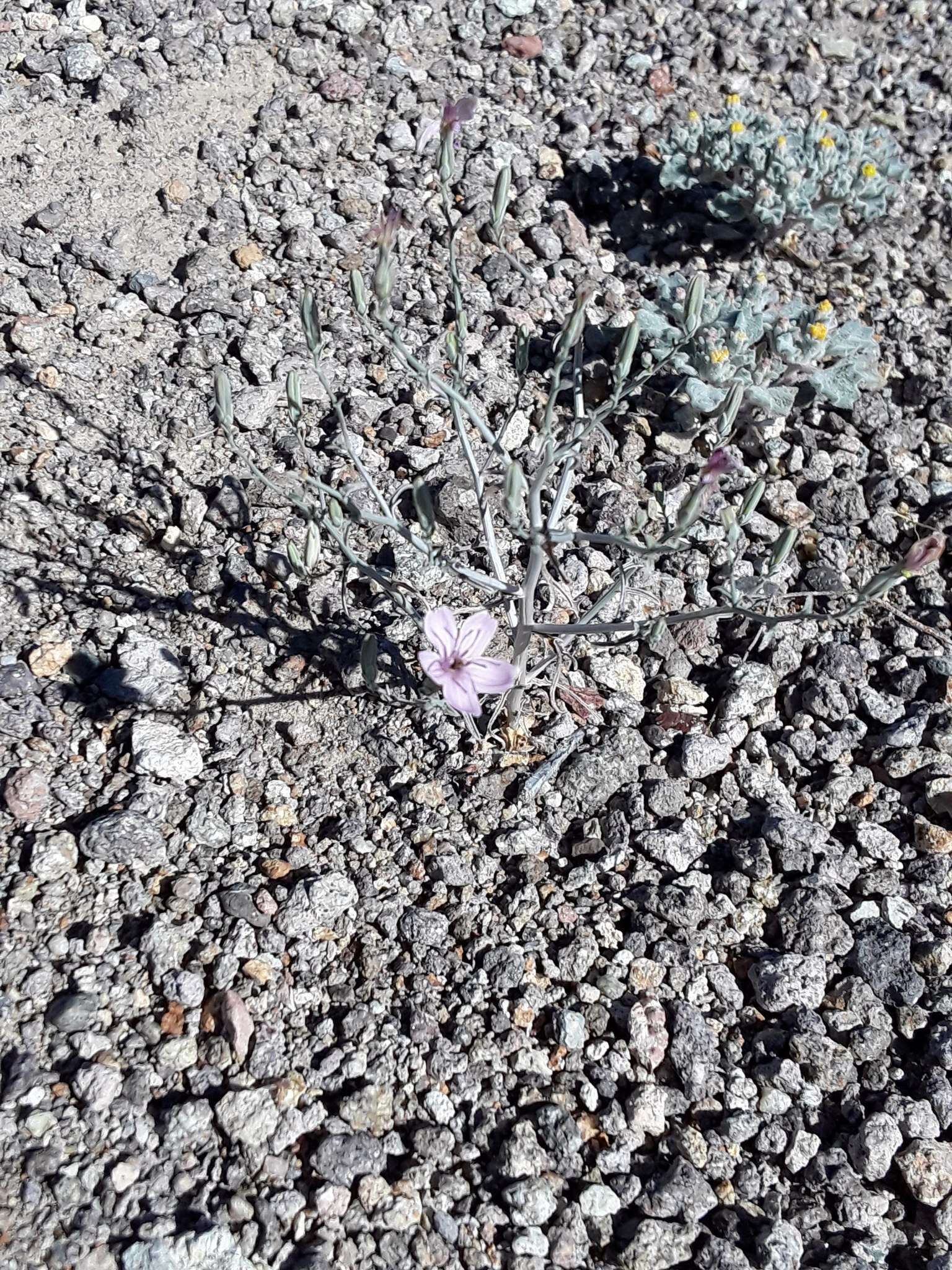 Sivun Stephanomeria exigua Nutt. kuva