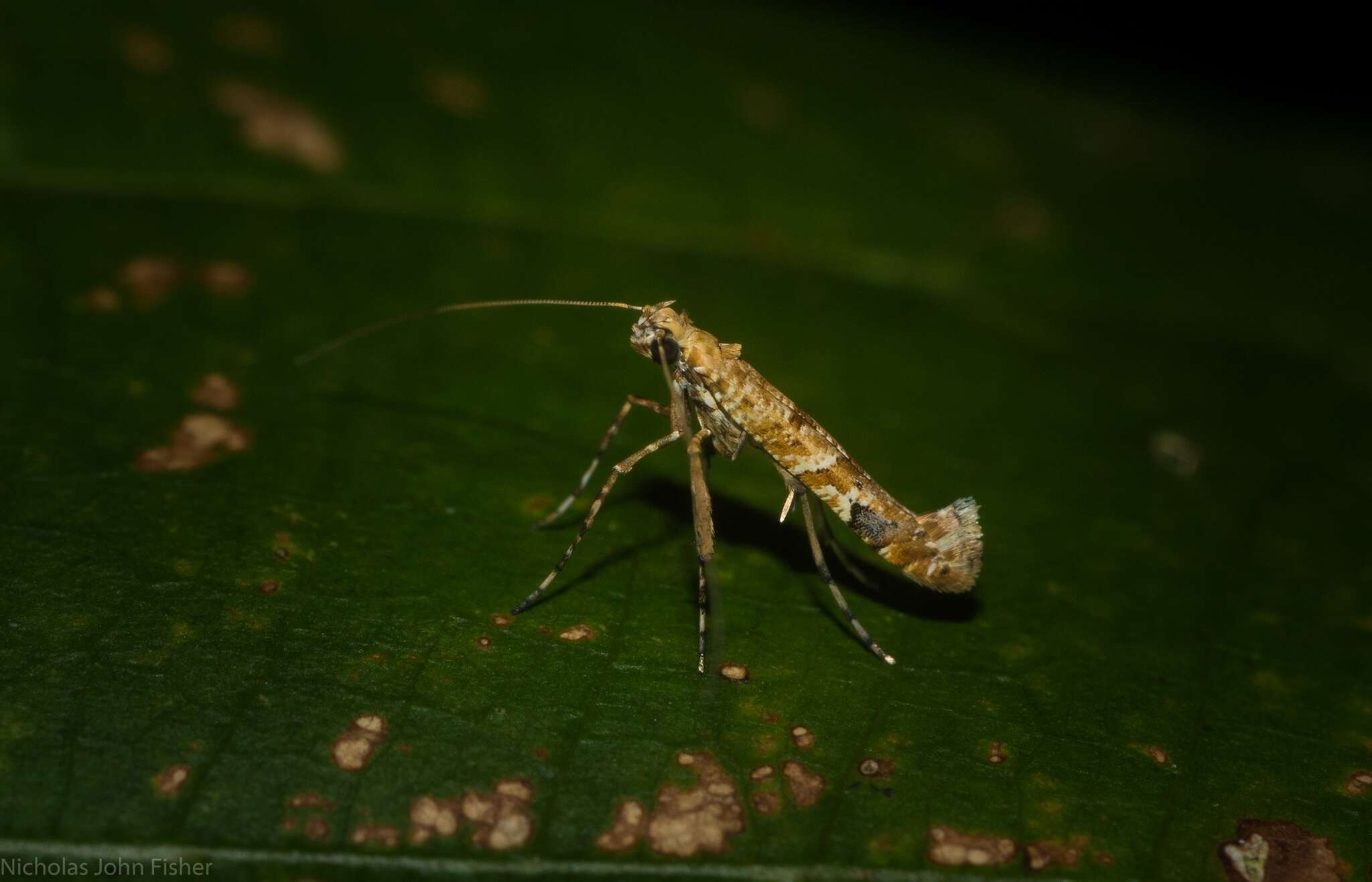 Imagem de Caloptilia plagata (Stainton 1862)