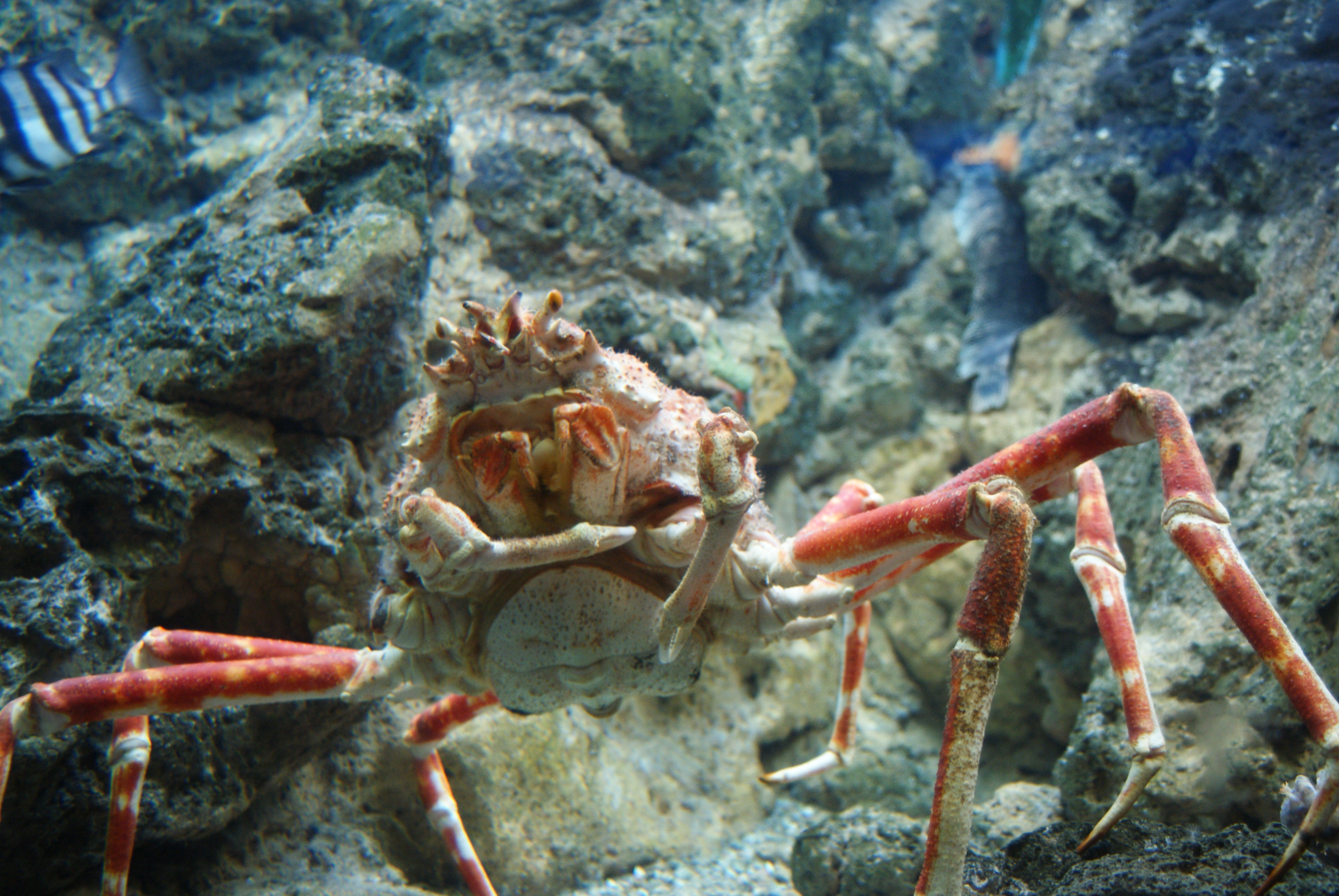 Japanese spider crab media - Encyclopedia of Life