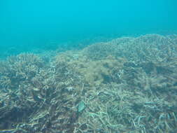 Image of Indian Yellowtail Angelfish