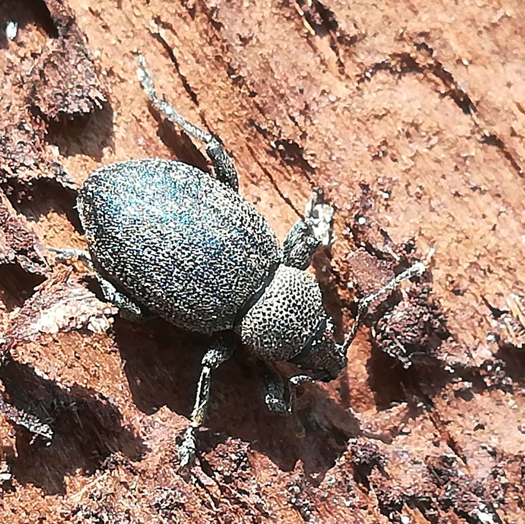 Image of lovage weevil