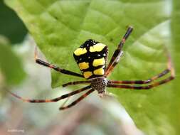 Imagem de Argiope halmaherensis Strand 1907