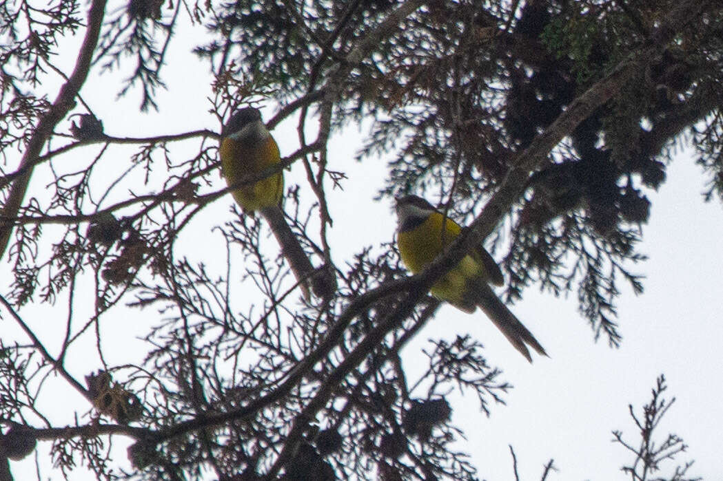 Image of White-winged Apalis