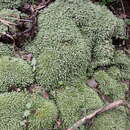 Imagem de Leucobryum acutifolium Cardot 1904