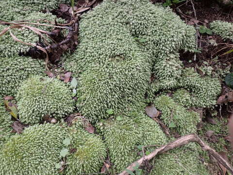 Image de Leucobryum acutifolium Cardot 1904