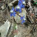 Image of thinpetal larkspur