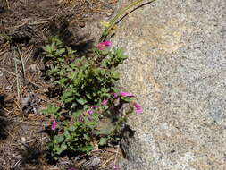 Слика од Penstemon newberryi Gray