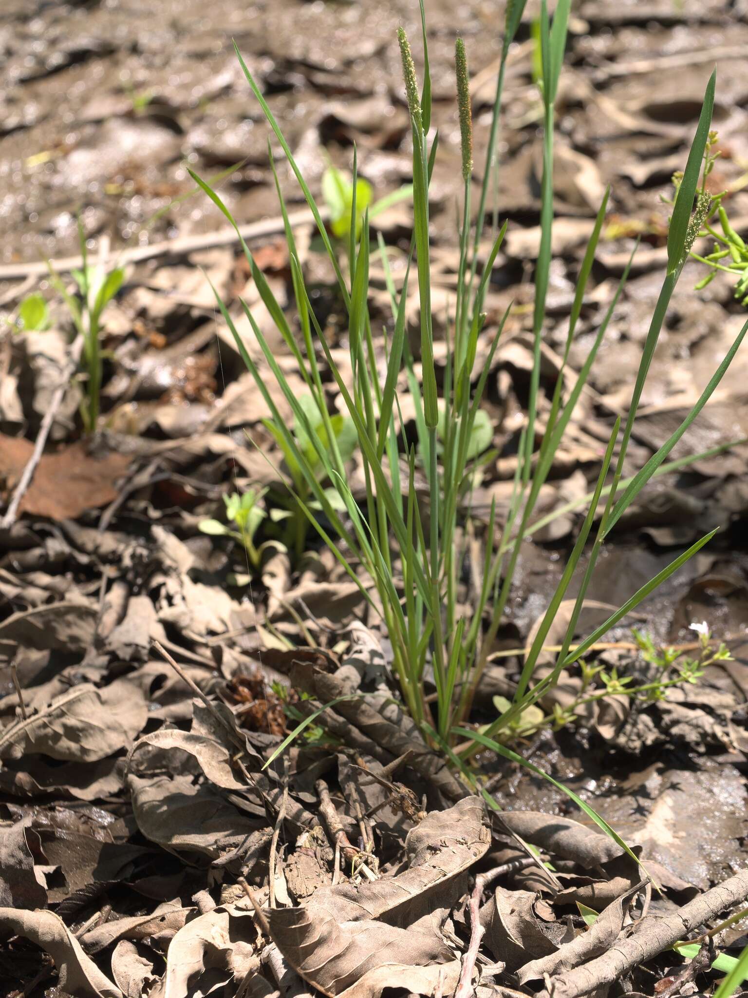 Image of Carolina foxtail