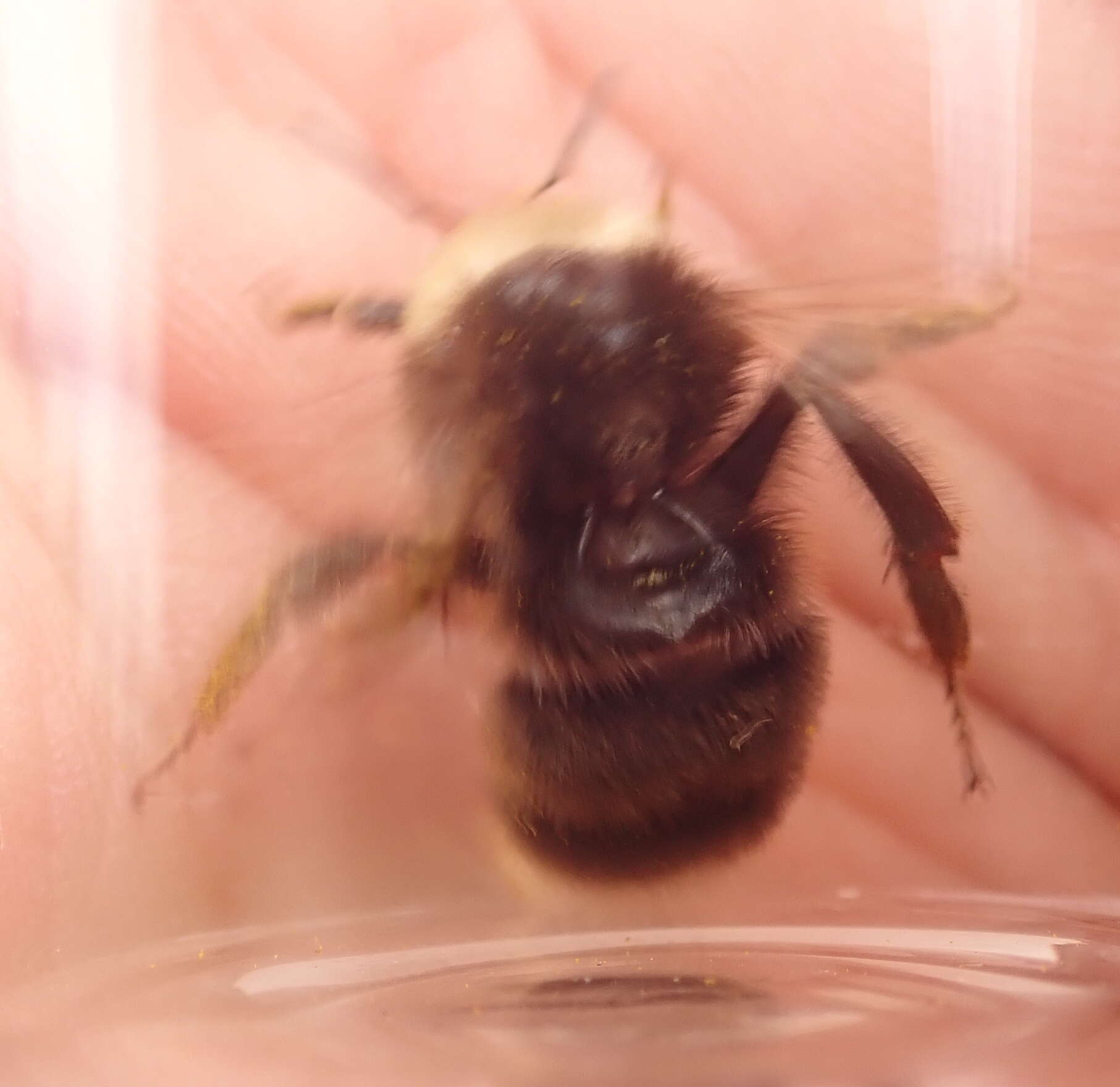 Слика од Bombus occidentalis Greene 1858