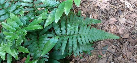 Image of Microlepia bipinnata (Mak.) Shimura