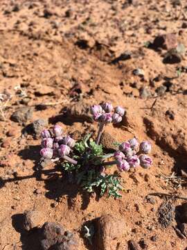 Image of purplenerve springparsley