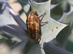 Sivun Anoxia (Mesanoxia) australis (Gyllenhal 1817) kuva