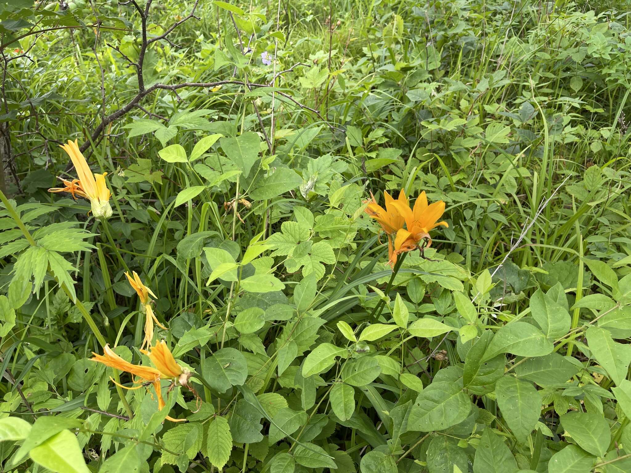 Image of Amur daylily