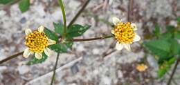 Image of Bidens pilosa var. minor (Bl.) Sherff