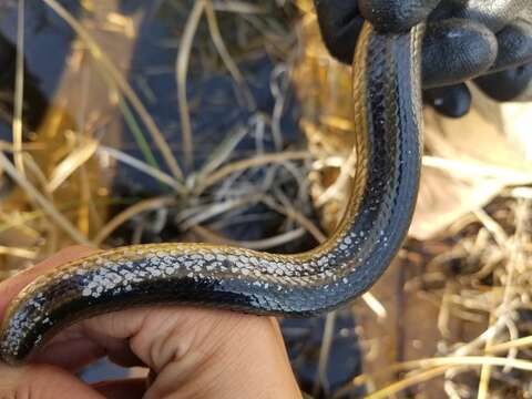 Image of Striped Crayfish Snake